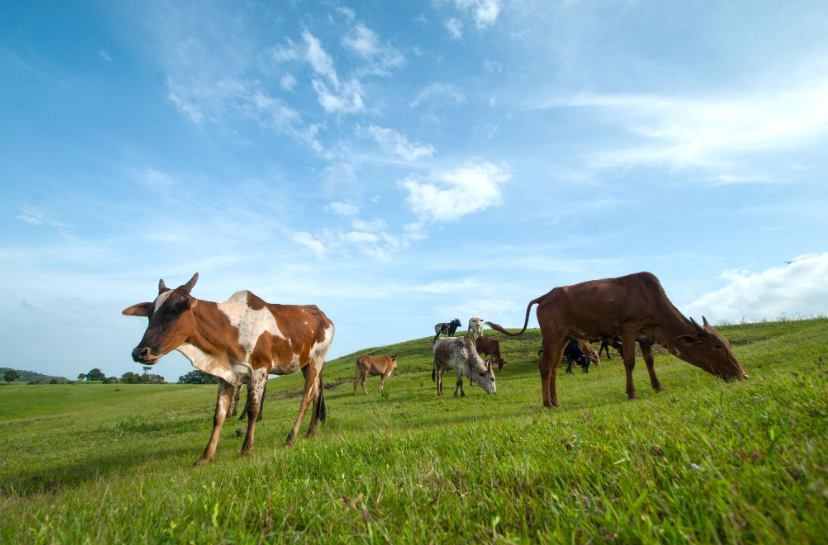 Cow Pro Dairy